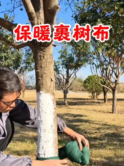大雪前做好这一步，给果树绿植裹上裹树布抗寒保暖#果树管理 #植物防寒 #树木保暖 #园林 #防风抗寒