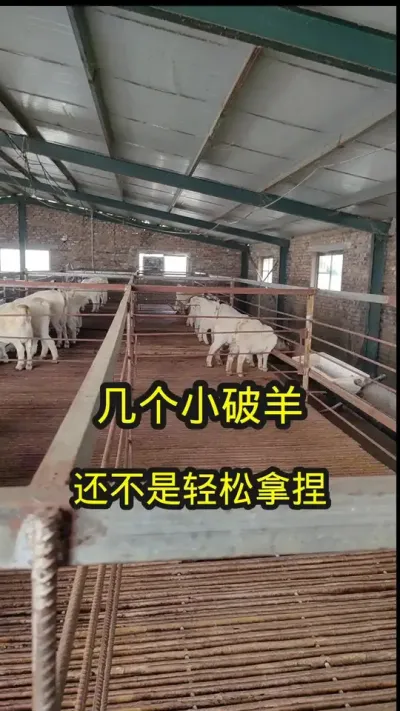 #养羊 #农村养羊 #专业养殖 #养羊人