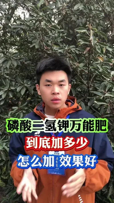 万能的磷酸二氢钾到底如何使用#果树种植 #果树管理 #柑橘种植 #果园管理