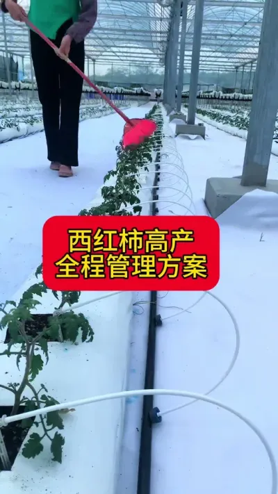 #无土栽培#西红柿#蔬菜种植 #农业种植 
西红柿高产，全程管理方案