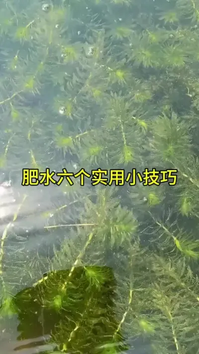 肥水6个实用的小技巧 #水产养殖 #鱼虾蟹养殖 #高密度养殖 @抖加🔥上热门🔥dou+🔥热点宝