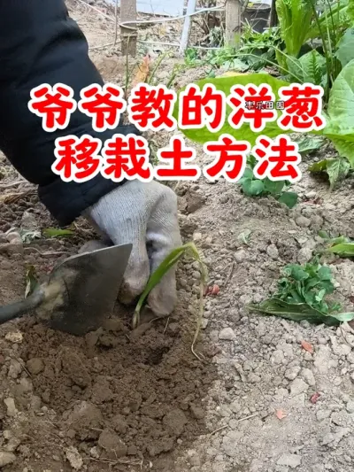 爷爷教的洋葱移栽的土方法 #洋葱 #种植小技巧 #种菜 #关注我一起学种菜 #农业种植