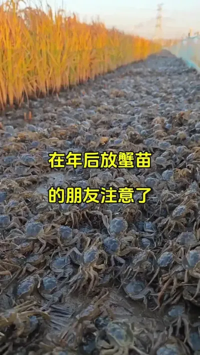 年前放蟹苗好，还是年后放苗好呢 #螃蟹苗 #虾蟹养殖 #螃蟹养殖 @抖加🔥上热门🔥dou+🔥热点宝