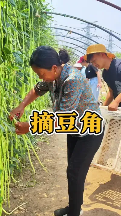 豆角产量高的种子 豆角产量高的种子#豆角种植 #豆角高产技术 #蔬菜种植 #生菜杨姐