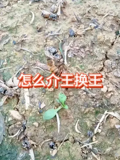 怎么介王换王#蜜蜂养殖 #三农 #蜂王