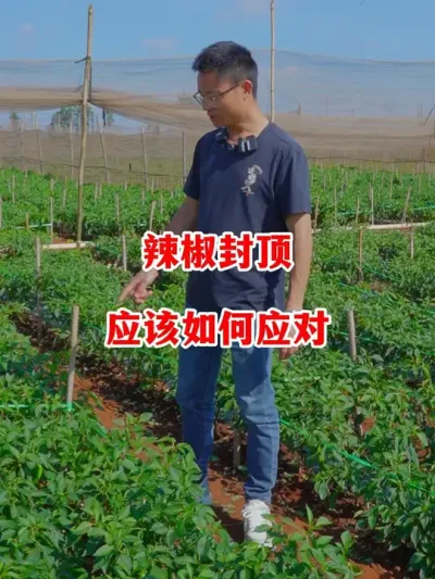 辣椒生长封顶后应该如何应对#辣椒种植 #辣椒 #小米辣 #线椒 #来抖音学农技