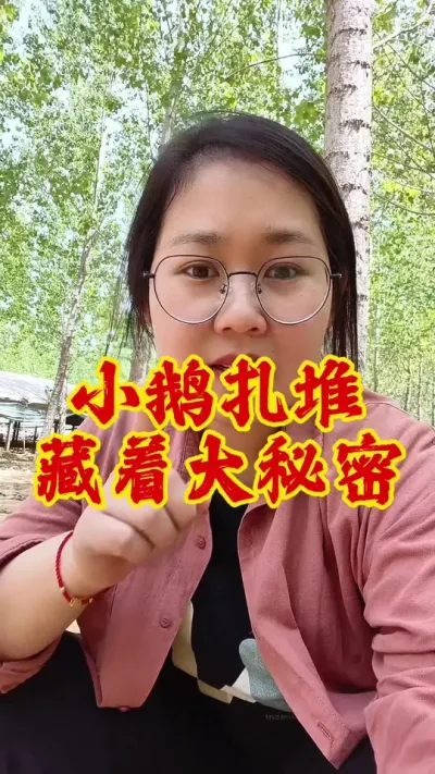 小鹅扎堆，背后藏着大秘密#养鹅 #养鹅人 #养鹅技术分享 #鹅 #农村创业养殖