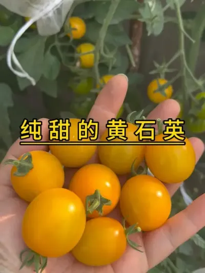 去年秋播的纯甜小番茄长势依然很猛，我不用春播了，继续好好种它，应该能吃到四五月份。#记录我的种植生活 #盆栽果树 #我爱种菜 #小番茄 #黄石英