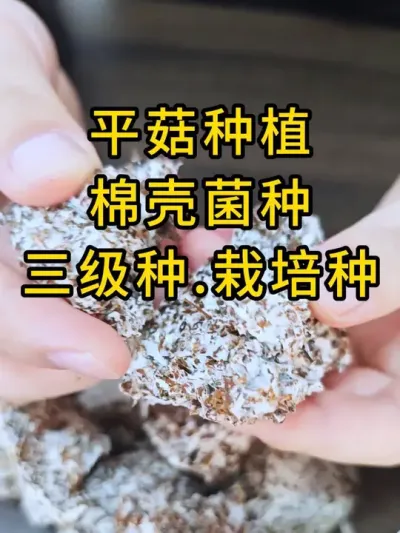 平菇棉壳菌种，三级种，栽培种，需要优质菌种的老板联系我。#平菇种植 #平菇菌种 #食用菌栽培种 #栽培种