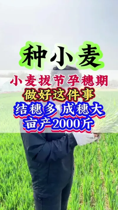 小麦拔节孕穗期做好这件事结穗多成穗大，亩产2000斤 #小麦#小麦种植#小麦管理#高产小麦#病虫害防治