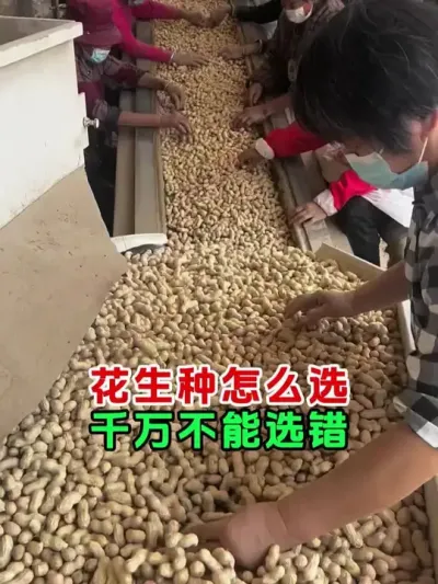 花生种怎么选择 #花生种植 #花生种子 #农业种植 #三农 #今日三农爆款