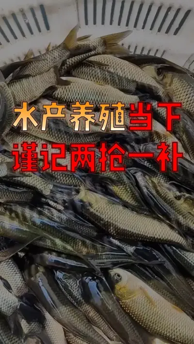 #水产人  速看！#水产养殖  近期养鱼的重点是&ldquo;两抢一补&rdquo;，一定要认真照做！#水产养殖技术  #水产