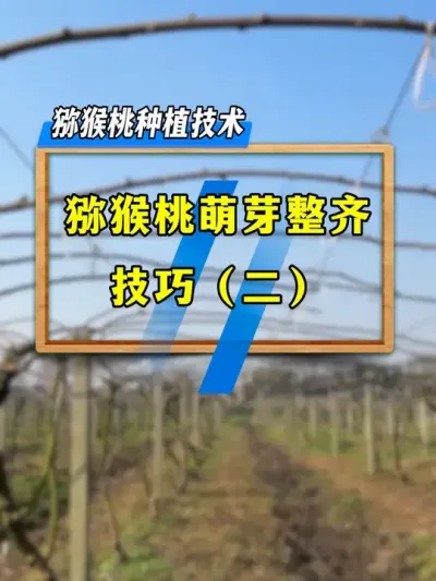 猕猴桃每年花量少或者没有花，你知道是什么原因吗？#农业技术推广 #种植小技巧 #果树管理 #三农