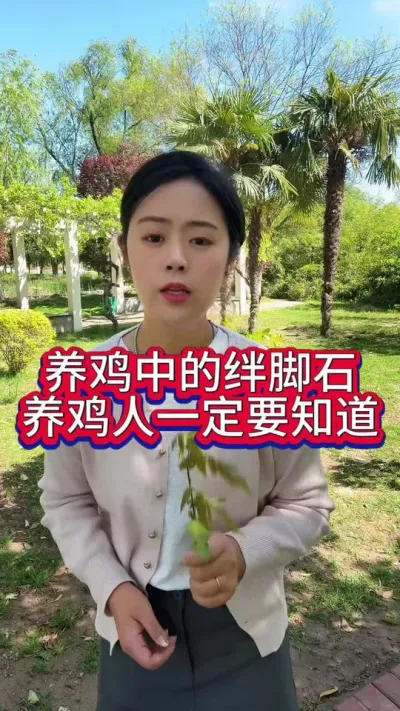 养鸡中的绊脚石养鸡人一定要知道#养鸡#科学养鸡#散养土鸡#育雏#养鸡妙招