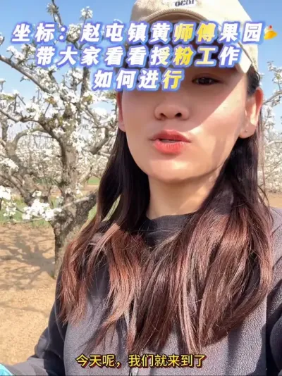 今天来到咱们的老朋友黄师傅的果园看看授粉工作，看看他修剪的园子接花的情况。#来抖音学农技 #授粉 #梨树 #果树管理 #抖音助农