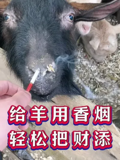 给羊用香烟轻松把财添 #养羊  #养羊人  #新手养羊   #牛羊养殖