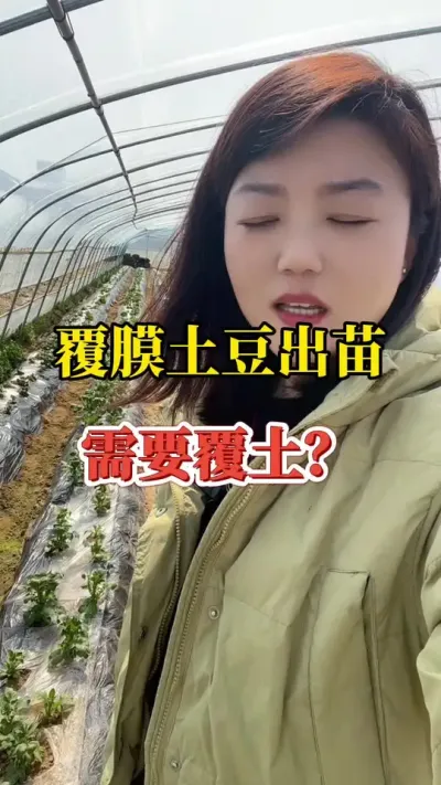 覆膜土豆出苗需要覆土么？#马铃薯 #土豆种植技术