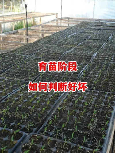 育苗阶段如何通过苗子生长判断是否健康#辣椒种植 #辣椒 #小米辣 #线椒 #来抖音学农技