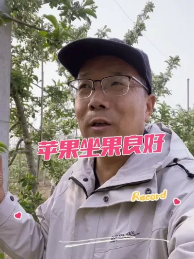 苹果坐果良好