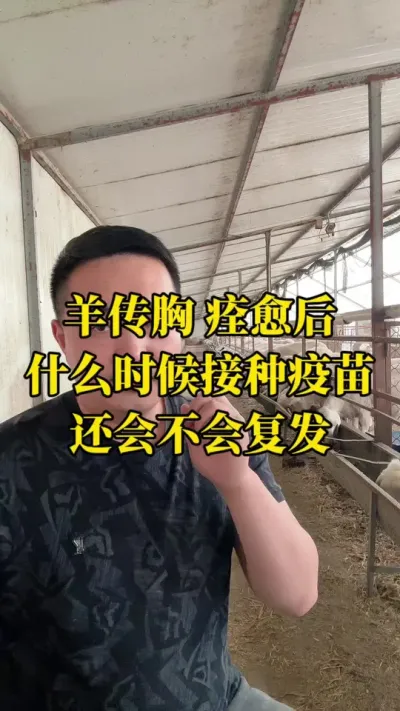 羊传染性肺炎好了之后什么时候可以接种疫苗#羊传染性胸膜肺炎 #烂肺病
