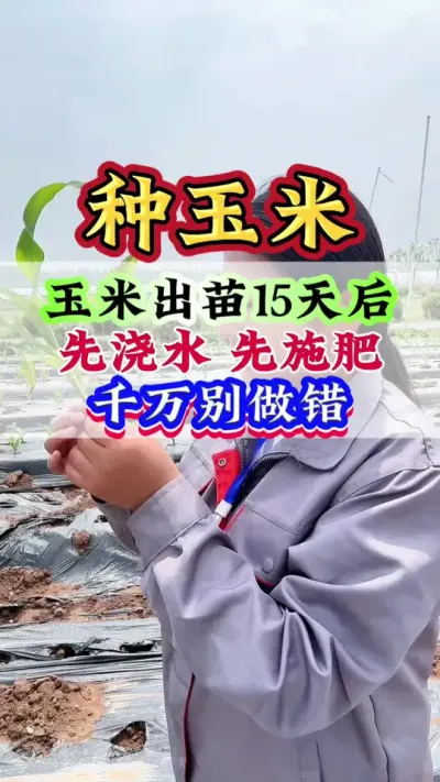 玉米出苗15天后先浇水先施肥？千万别做错 #玉米 #玉米管理 #玉米高产 #玉米种植#种玉米