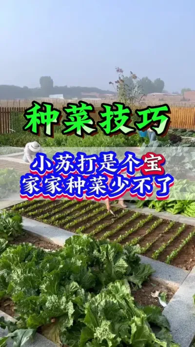 小苏打是个宝家家种菜少不了#瓜果蔬菜 #种植小技巧 #农业种植 #抖音助农 #蔬菜种植
