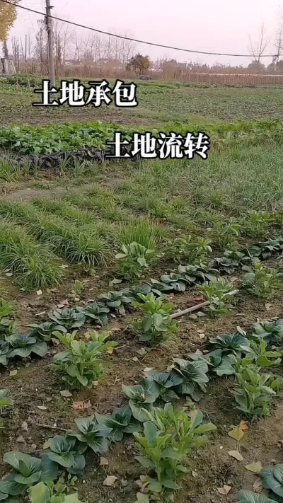 #土地流转#土地承包 #土地征收 #老百姓关心的话题