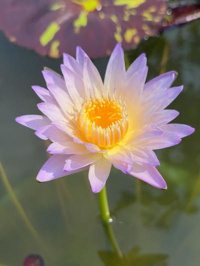 'Ambrosia' 仙馐#睡莲[话题]# #夏日睡莲[话题]# #园艺[话题]# #点缀生活的鲜花[话题]# #莫奈睡莲[话题]# #园艺生活[话题]# #花卉绿植[话题]# #切花[话题]# #切