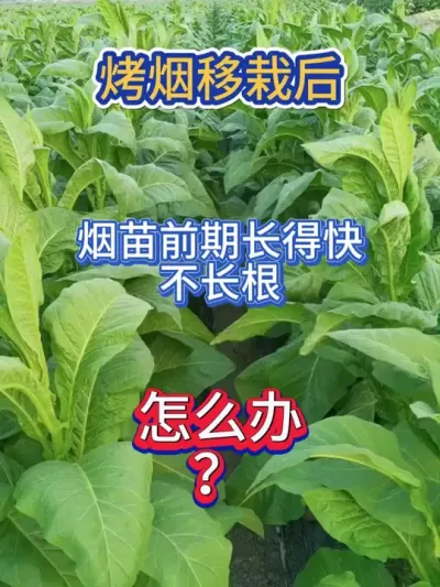 烤烟移栽后，烟苗长得太快，不长根，怎么办 #烤烟 #烤烟种植技术与管理 #烤烟种植户 #烤烟种植技术 #农业种植
