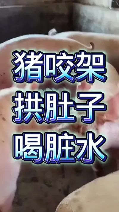 猪咬架、拱肚子、喝脏水，怎么办？ 按照这三个步骤，很快就解决！#养猪 #养猪技术 #养猪人