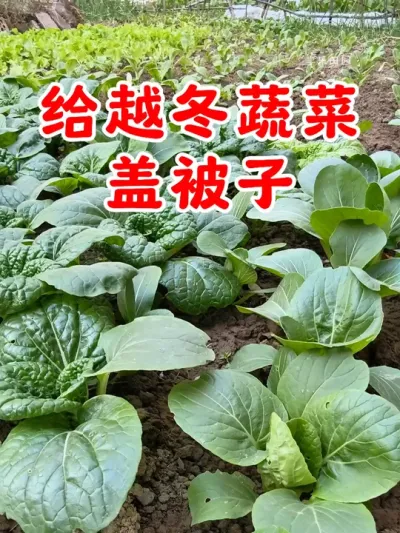天气越来越冷了，给蔬菜盖上一层保暖被子 #种植小技巧 #自己种的纯天然的绿色蔬菜 #种菜 #我的小菜园 #分享农业知识帮农民增产增收