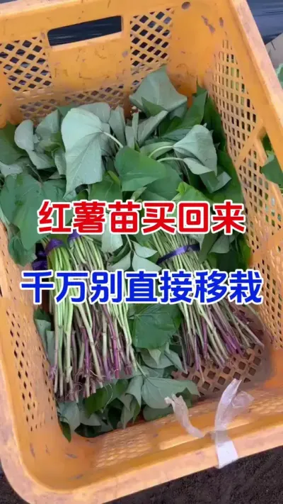 红薯苗买回来千万别直接种#红薯种植#红薯移栽#蘸根配方 #红薯高产#分享农业知识帮农民增产增收