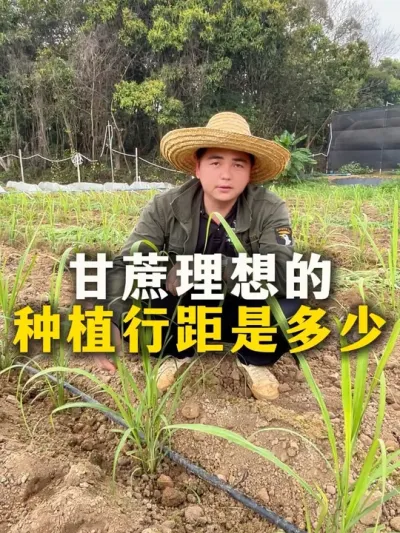 甘蔗理想的种植行距是多少#种植小技巧 #甘蔗种植 #农业种植 #甘蔗 #三农