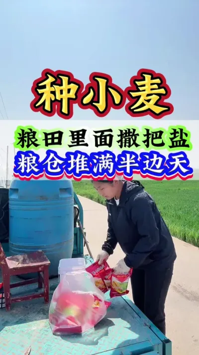 粮田里面撒把盐，粮仓堆满半边天#小麦#小麦种植#高产小麦#种小麦#小麦管理