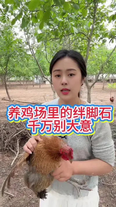 养鸡场里的绊脚石养鸡人千万别大意#养鸡#科学养鸡#散养土鸡#养鸡妙招#鸡鸭鹅养殖