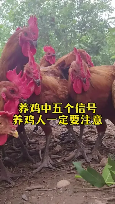 养鸡中的五个信号，养鸡人一定要注意#养鸡#养鸡妙招#科学养鸡#散养土鸡#鸡鸭鹅养殖