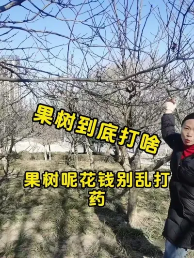 果树管理方案 #桃树 #梨树 #果园管理 #果树高产 #今日三农爆款
