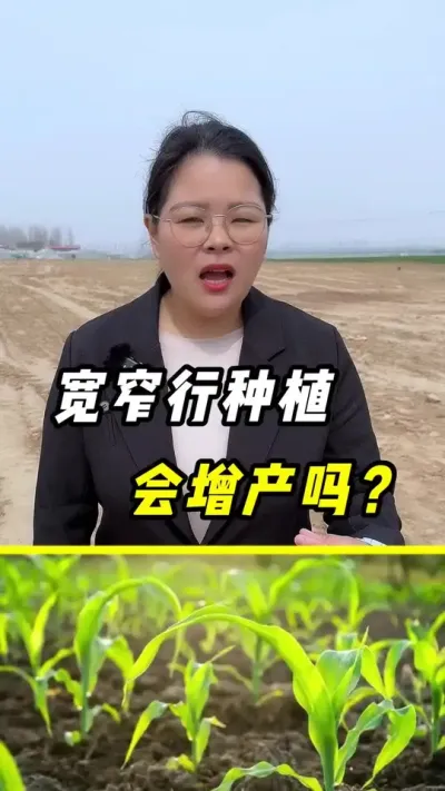 玉米宽窄行种植，真的会增产吗？#玉米 #玉米种植 #三农 #宽窄行种植