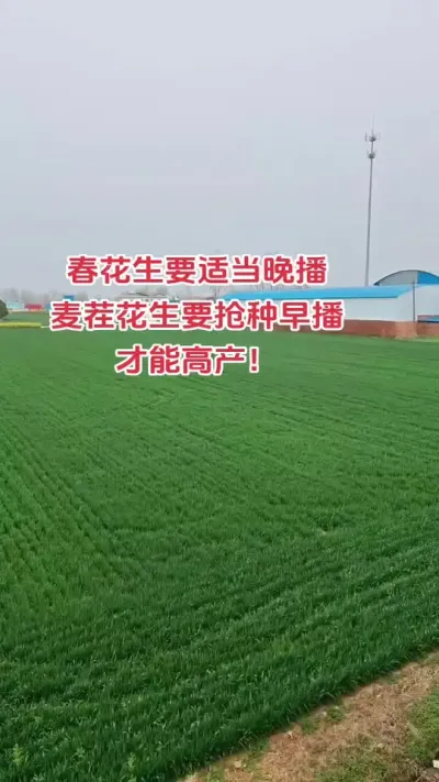 春花生气温多少℃播种合适#花生 #新农人 #种植 #朝晖农资 #抖音助农