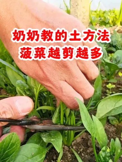 奶奶教的土方法，菠菜越剪越多 #菠菜  #蔬菜种植  #种植小技巧   #服务三农支持三农  #来抖音学农技