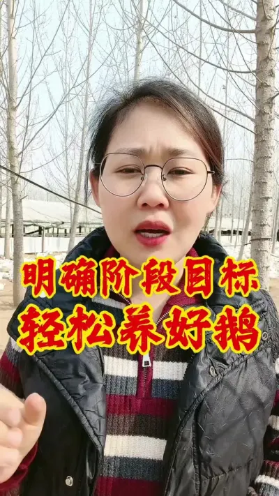 明确阶段目标，轻松养好鹅#养鹅人 #养鹅 #养鹅技术分享 #养鹅人加油 #肉鹅