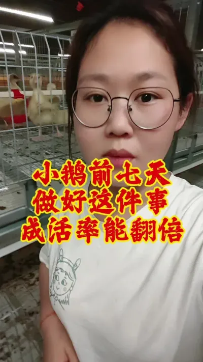 小鹅前七天做好这件事，成活率能翻倍#养鹅 #养鹅人 #养鹅技术分享 #鹅 #科学养鹅