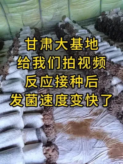 甘肃大基地反馈这个神器太棒了，接种后发菌速度得到了提升，基地获得了大丰收。#平菇种植 #打孔器 #菌种打孔器