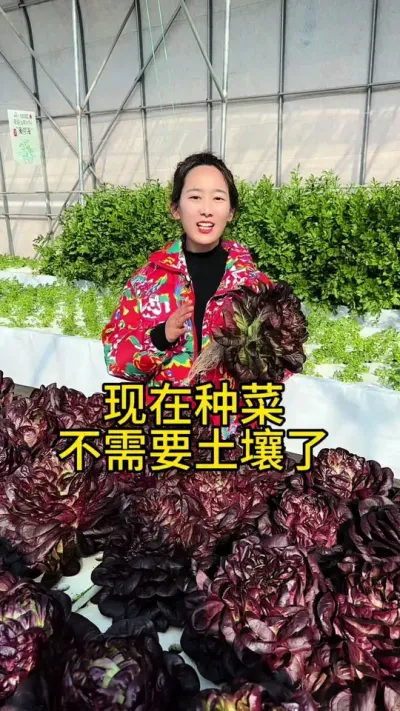 #无土栽培#三农 #蔬菜#水培#立体农业
不用土壤种出的蔬菜更绿色健康，