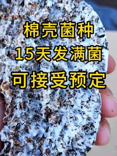 平菇种植，棉壳菌种15天发满菌，菌丝健壮有活力，发菌启动快，客户复购率高。#平菇菌种 #食用菌栽培种 #平菇种植 #栽培种