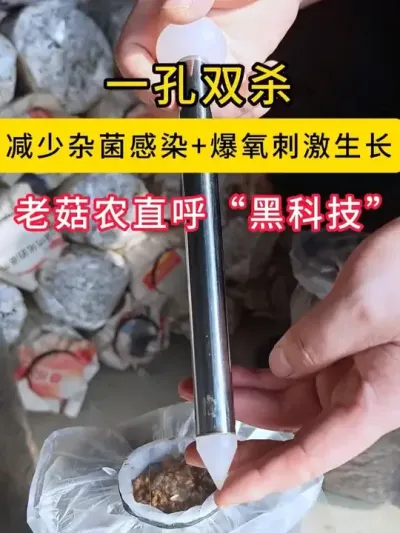 凭什么这个打孔器能火，减少杂菌感染+爆氧刺激生长，老菇农直呼&ldquo;黑科技&rdquo;！#平菇种植    #打孔器 #菌种打孔器