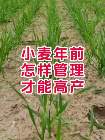小麦年前怎样管理才能高产 #小麦 #小麦高产技术 #新农人计划2025 #今日三农爆款
