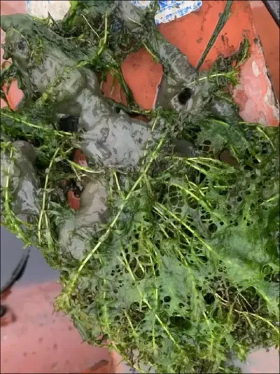 纤苔克 三天青苔明显减少甚至消失，#水产养殖 #养蟹发哥