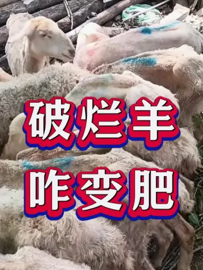 破烂羊咋变肥 #养羊 #养羊人 #新手养羊