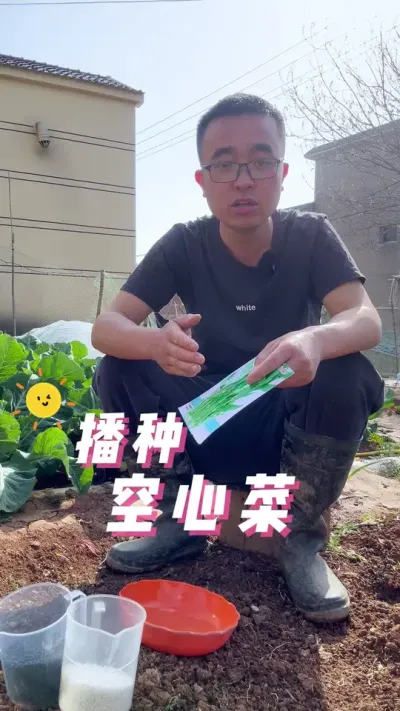 空心菜怎么种植？出苗快，空心菜播种全过程？#种植小技巧 #我爱种菜 #关注我一起学种菜 #每天分享蔬菜种植技巧 #空心菜种植